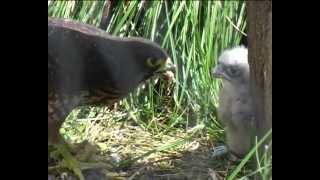 New Zealand Birds New Zealand Falcon feeding chick [upl. by Oicaroh]