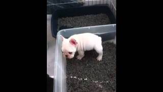 Frenchie puppies using litter box [upl. by Ogires]