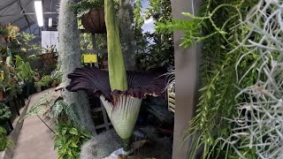 Timelapse App State’s rare corpse flower ‘Mongo’ blooms [upl. by Sapienza]