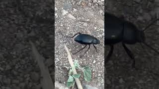 Darkling beetle 81 lunacounty darklingbeetle nature insects newmexico chihuahuandesert [upl. by Elle]