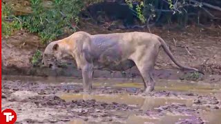 Look What Happened to This Lion after Getting Bitten by a Black Mamba [upl. by Panthea]