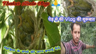 चिड़िया के बच्चे की जान बचाई मैने  पेड़ से हुई vlog की शुरूबात [upl. by Eelame]