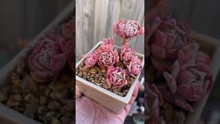 Echeveria Pinwheel Resolution echeveria succulent succulentcluster pinksucculent plants [upl. by Coppinger]