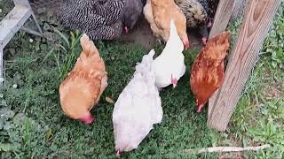 backyard chickens grass treat [upl. by Ellenyl]