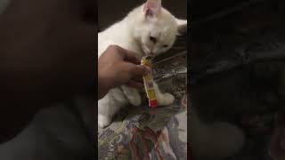 Choclate eating kittenslovers catsplaytime whitecat whitecatshorts whitekittens [upl. by Anairam]