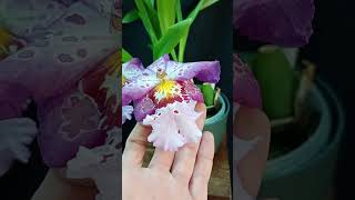 Aliceara Hawaiian Nights What a stunning bloom oncidium semihydro orchidbeauty [upl. by Ydnar]