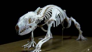 hedgehog skeleton 4K  Erinaceus europaeus Igelskelett  rare footage [upl. by Ocsisnarf]