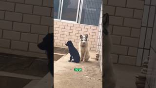 A fox that likes to bark like a dog heartwarming animallover [upl. by Notsecnirp]