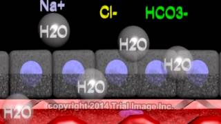 Cerebrospinal fluid  function production and circulation  animation by Dr Cal Shipley MD [upl. by Alenas]