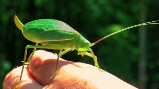 Chorus of the Katydids [upl. by Einnhoj]