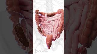 🚨 Understanding Constipation A Closer Look at the Colon 🚨 anatomy [upl. by Lindeberg642]