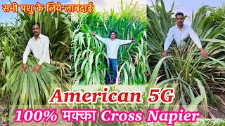 मक्का क्रोस नेपियर अमेरिकन5जी American5G Napier Grass ना काटा ना खुजली एकदम मुलायम घास grass [upl. by Cristabel]