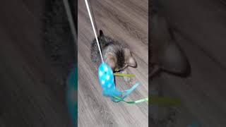 Kitten At Play Day 2 rescue newfamilymember yisysnook catsoftiktok amy catlovers [upl. by Ojyllek]