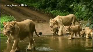 Rare Video of Lion with Cubs at Sasan Gir National Park Gujarat  Asiatic Lion Gir Forest  4K Video [upl. by Ahsikat]