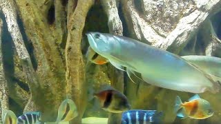 Meditation Zen Aquarium Arowana Piranha Tranquil Soothing Water Sounds [upl. by Nahsrad]