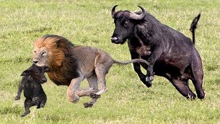 Dramatic Mother Buffalo Chasing Lions To Rescue Her Baby 4 Lions hunting a Warthog [upl. by Dannye]