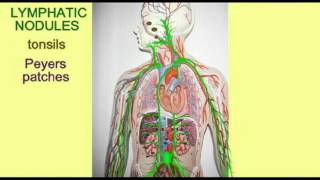 MALT MUCOSA ASSOCIATED LYMPHATIC TISSUE [upl. by Anairb647]