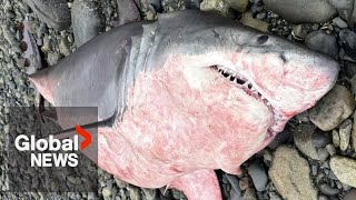 Rare great white shark washes up dead on BC beach [upl. by Susejedesoj933]