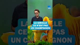 La girolle est un champignon qui ne pousse pas nimporte où [upl. by Twum]