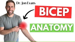 Everything You Need To Know About Bicep Anatomy shorts [upl. by Ciel736]