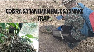 COBRA HULE SA SIMPLENG SNAKE TRAP [upl. by Lucier]