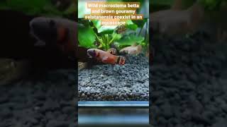 Wild Macrostoma Betta and Brown Gouramy Selatanensis [upl. by Rehotsirhc]