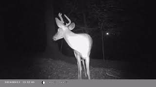 North Georgia Trail Camera Footage 5 quotThe Ridgequot Location Wildlife Viewing [upl. by Ellmyer593]