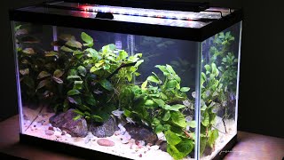 Low tech non CO2 planted tank quot Anubias covequot [upl. by Gayner]