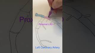 Coronary Artery Anatomy [upl. by Quintie381]