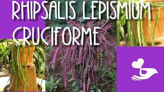 Rhipsalis Lepismium Cruciforme my care amp easy propagation [upl. by Gerger]