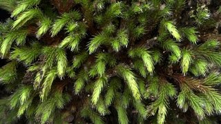 Rock spikemoss  Selaginella rupestris [upl. by Harbard490]