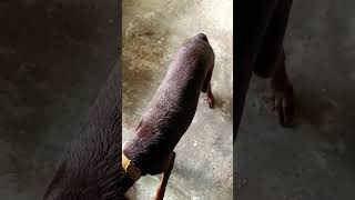 That tiny tail wagstrendingtaildobermadogpetunconditionalloveyoutubeshorts [upl. by Llirrem]