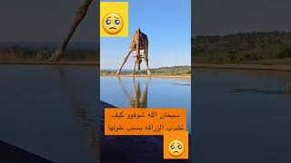 اكتب في التعليق سبحان الله 🥺 [upl. by Cindie]