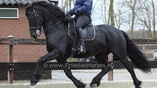 Friesian Horse Baroque dressage and driving stallion [upl. by Htial]