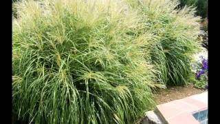 Ornamental Grasses [upl. by Aibar]