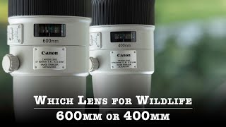 Which Lens For Wildlife Photography  600mm vs 400mm [upl. by Wright]