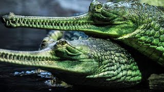 7 Espécies De Crocodilos Que São Únicas No Mundo [upl. by Aelat]