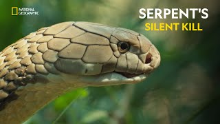 Serpents Silent Kill  Worlds Deadliest Snakes  हिंदी  Full Episode  S1  E1  Nat Geo [upl. by Rodgers]