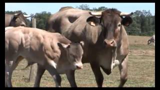 JOEL SILLAC ELEVEUR DE RACE BOVINE BAZADAISE LES LANDES [upl. by Server]