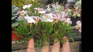 How to plant Oxalis Versicolor  Candy Cane Sorrel 我叫她冰淇淋花，很像吧！ 中国大妈在澳洲的田园生活和奇异人生 [upl. by Ynots]