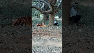 Tiger 🐅🐅viralreels fypviralシ reelsvedio reel tiger reels viral prakash wildlife tranding [upl. by Torbert]