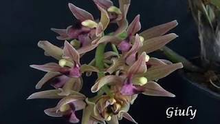 Seducente Orchidea Nera [upl. by Gowon]