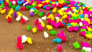 Catch Cute Chickens Colorful RabbitsCats Swans Ducks Turtles Cute Animals [upl. by Llemmart]