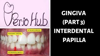 GINGIVA  INTERDENTAL PAPILLA [upl. by Noral909]