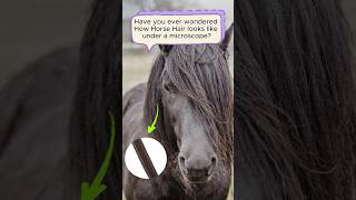 Horse Hair Under the Microscope 2024 horse hair shorts shortsvideo Zoominthings [upl. by Adnical]