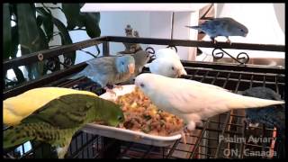 Lineolated Parakeets love fresh foods [upl. by Egap486]