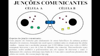 JUNÇÕES COMUNICANTES [upl. by Fahland]