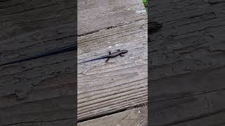 Southeastern fivelined skink scampers across the front porch steps [upl. by Ilhsa208]