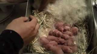 NZW Meat Rabbit Litter AH  Day 99 3102012 Replacement Litter AP [upl. by Eldridge]