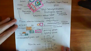 Bradykinin Induced Vasodilation Part 7 [upl. by Olympia14]